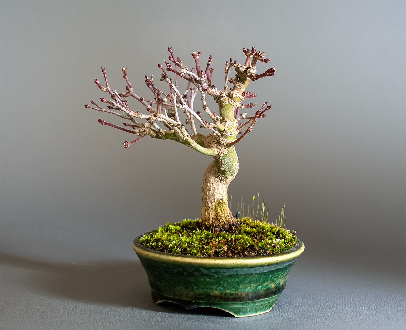 イロハモミジ-U1（いろはもみじ・いろは紅葉）雑木盆栽を右側から見た景色・Acer palmatum bonsai