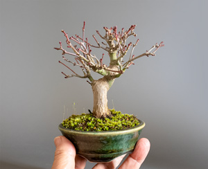 イロハモミジ-U1（いろは紅葉盆栽）Acer palmatum bonsai｜おすすめの盆栽