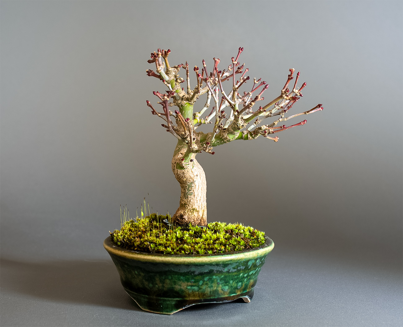 イロハモミジ-U1（いろはもみじ・いろは紅葉）雑木盆栽を左側から見た景色・Acer palmatum bonsai