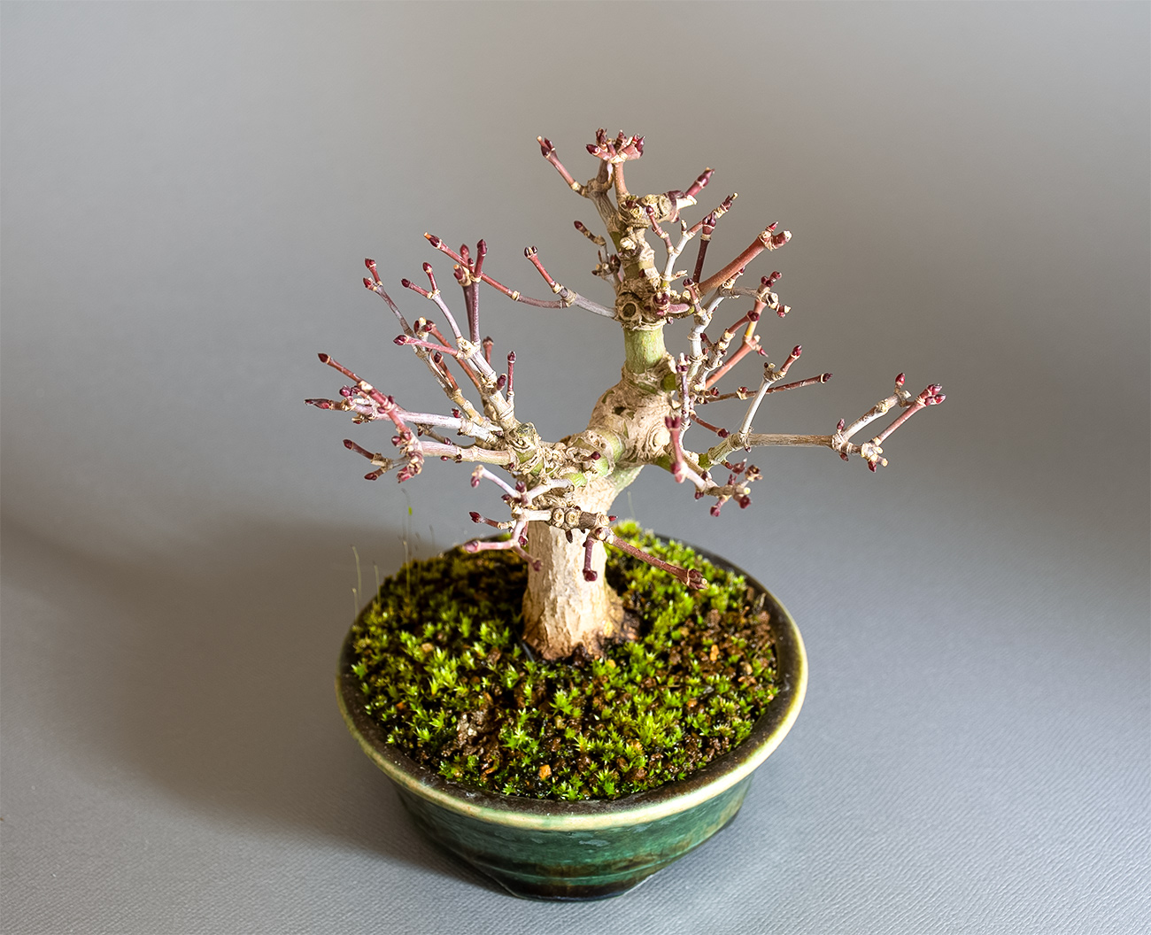 イロハモミジ-U1（いろはもみじ・いろは紅葉）雑木盆栽を上側から見た景色・Acer palmatum bonsai