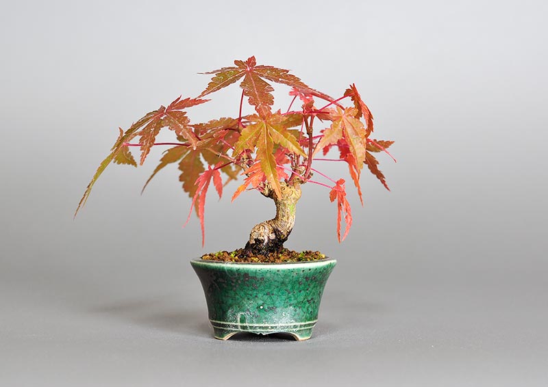 イロハモミジ-V（いろはもみじ・いろは紅葉）雑木盆栽を裏側から見た景色・Acer palmatum bonsai