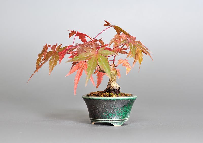 イロハモミジ-V（いろはもみじ・いろは紅葉）雑木盆栽を右側から見た景色・Acer palmatum bonsai