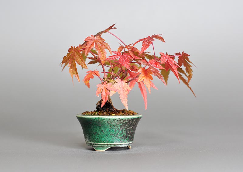 イロハモミジ-V（いろはもみじ・いろは紅葉）雑木盆栽を左側から見た景色・Acer palmatum bonsai