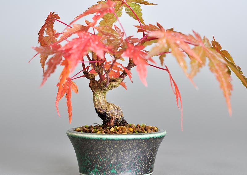 イロハモミジ-V（いろはもみじ・いろは紅葉）雑木盆栽を拡大して見た景色・Acer palmatum bonsai