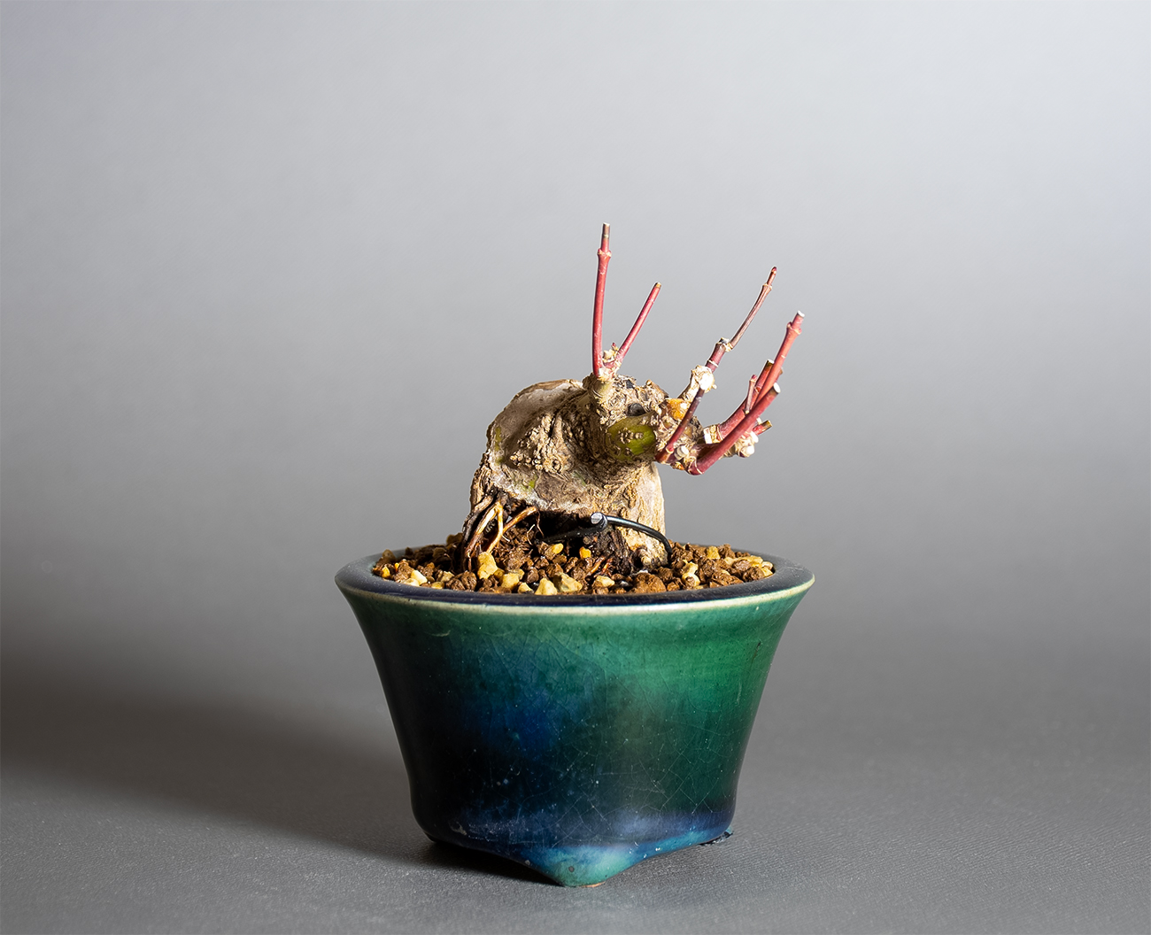 イロハモミジ-V1（いろはもみじ・いろは紅葉）雑木盆栽の販売と育て方・作り方・Acer palmatum bonsai