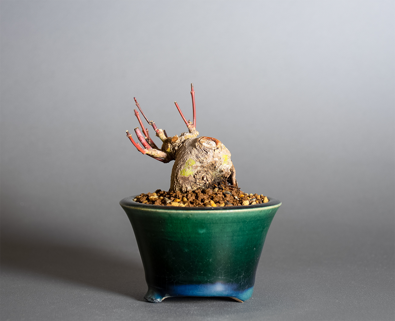 イロハモミジ-V1（いろはもみじ・いろは紅葉）雑木盆栽を裏側から見た景色・Acer palmatum bonsai