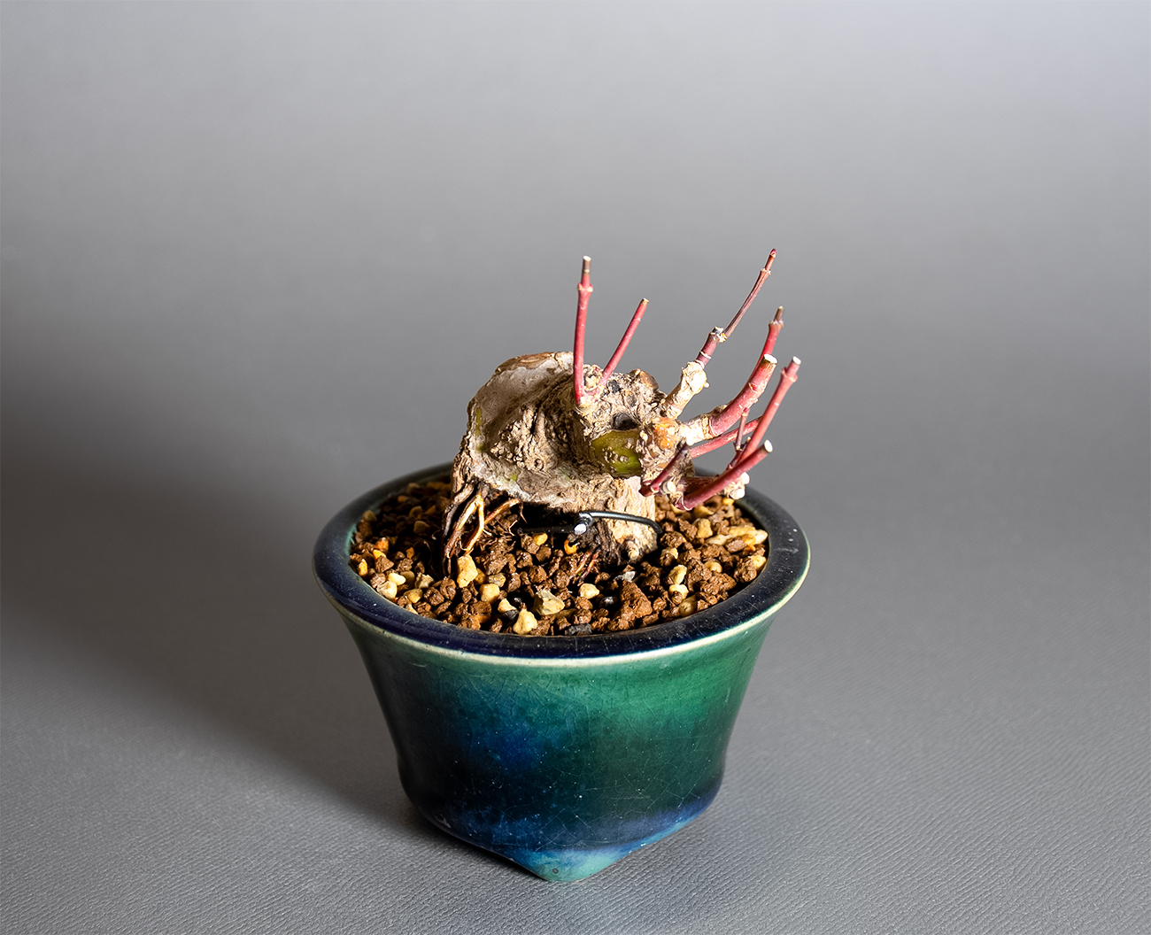 イロハモミジ-V1（いろはもみじ・いろは紅葉）雑木盆栽を上側から見た景色・Acer palmatum bonsai