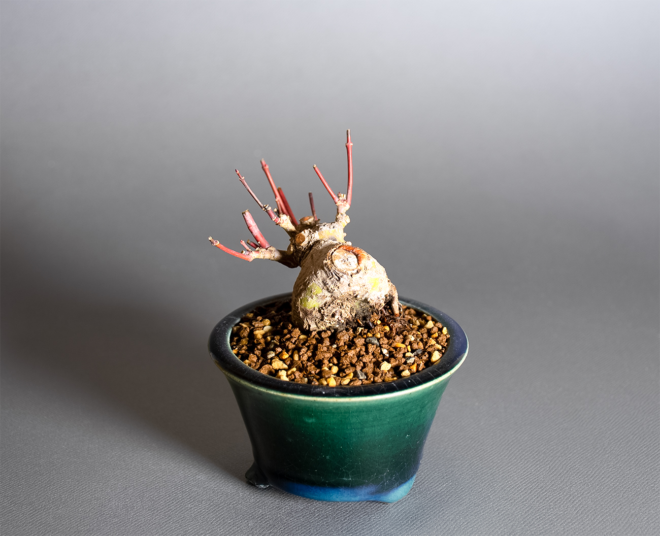 イロハモミジ-V1（いろはもみじ・いろは紅葉）雑木盆栽を上側から見た景色・Acer palmatum bonsai