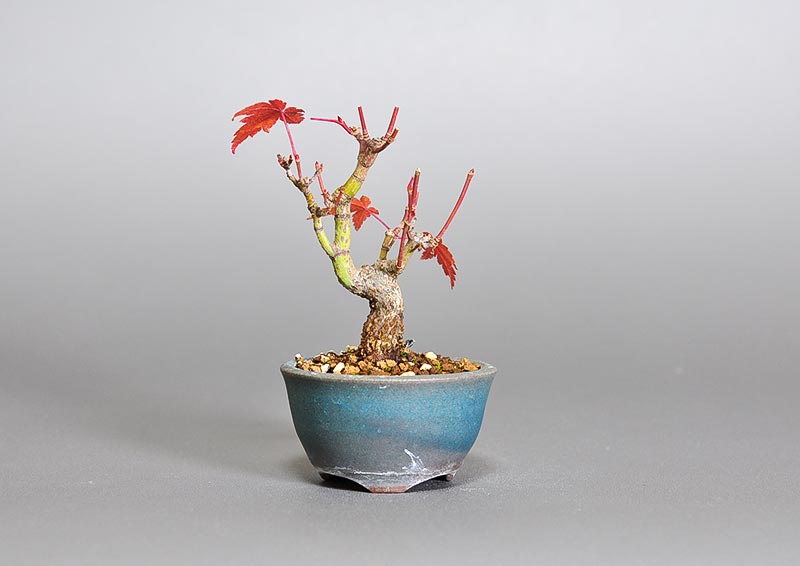 イロハモミジW（いろはもみじ・いろは紅葉）雑木盆栽の販売と育て方・作り方・Acer palmatum bonsai