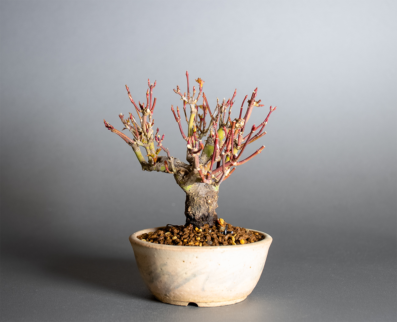 イロハモミジ-W1（いろはもみじ・いろは紅葉）雑木盆栽を右側から見た景色・Acer palmatum bonsai
