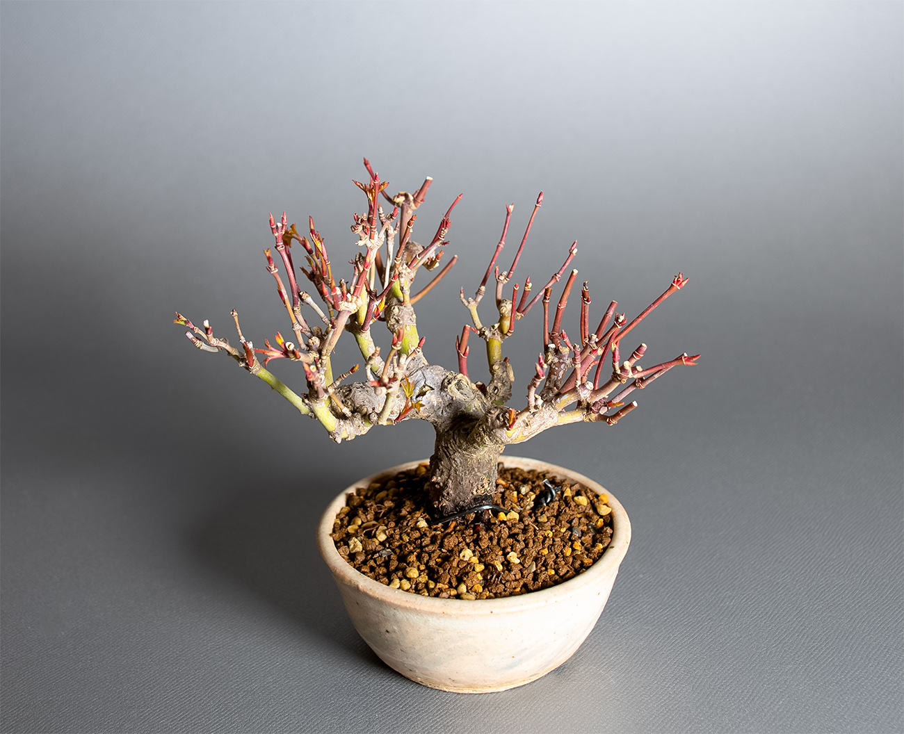 イロハモミジ-W1（いろはもみじ・いろは紅葉）雑木盆栽を上側から見た景色・Acer palmatum bonsai