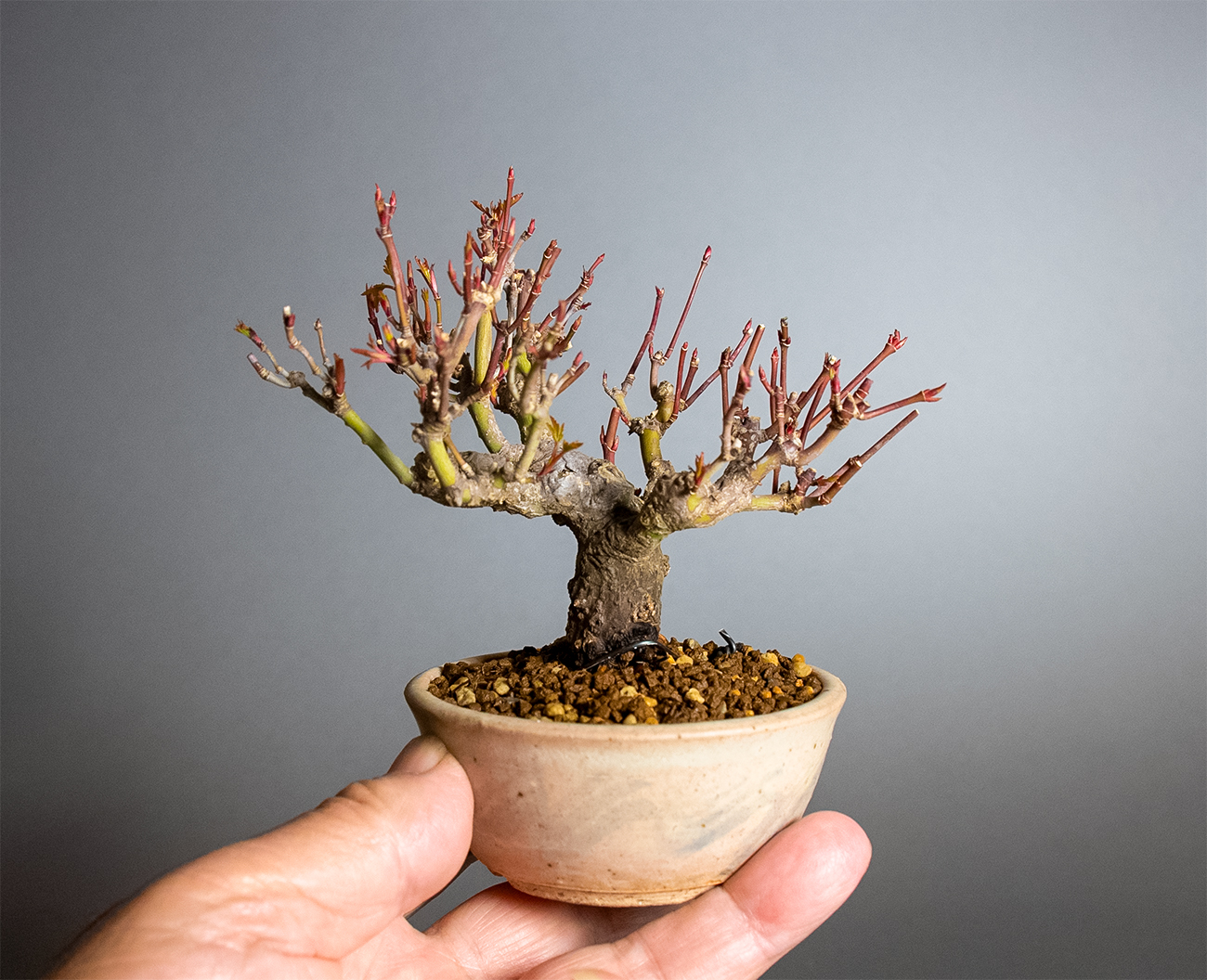イロハモミジ-W1（いろはもみじ・いろは紅葉）雑木盆栽を上側から見た景色・Acer palmatum bonsai