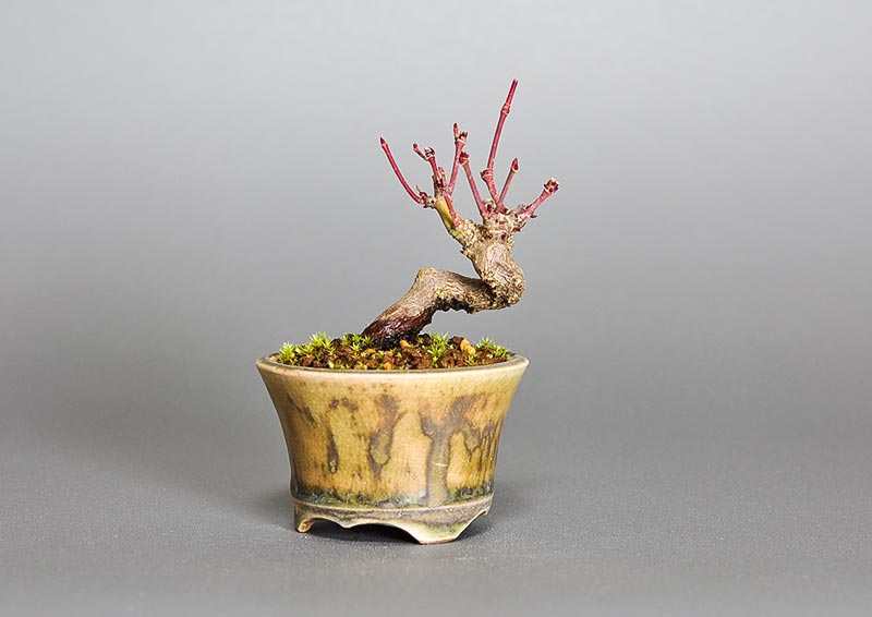 イロハモミジ-X（いろはもみじ・いろは紅葉）雑木盆栽の販売と育て方・作り方・Acer palmatum bonsai