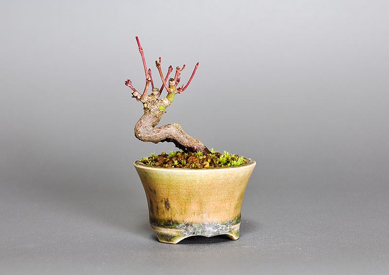 イロハモミジ-X（いろはもみじ・いろは紅葉）雑木盆栽を裏側から見た景色・Acer palmatum bonsai