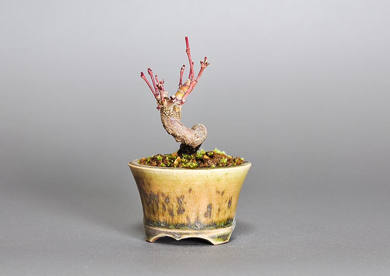 イロハモミジ-X(いろはもみじ・いろは紅葉)雑木盆栽を右側から見た景色・Acer palmatum bonsai