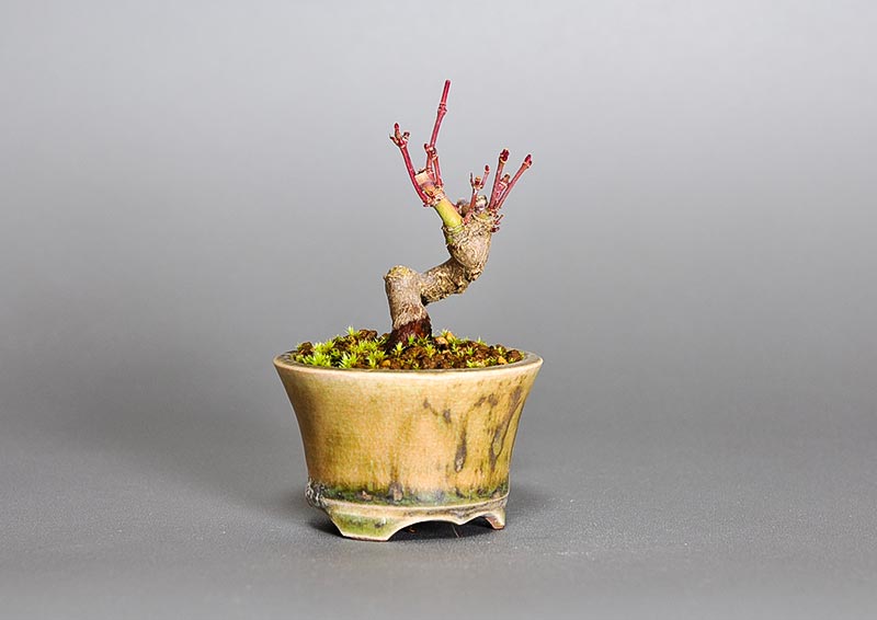 イロハモミジ-X（いろはもみじ・いろは紅葉）雑木盆栽を左側から見た景色・Acer palmatum bonsai