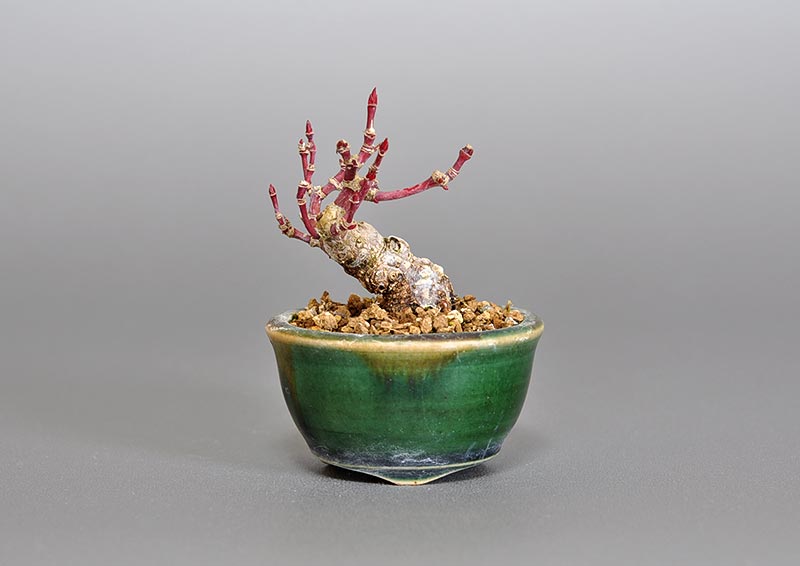 イロハモミジZ（いろはもみじ・いろは紅葉）雑木盆栽の販売と育て方・作り方・Acer palmatum bonsai