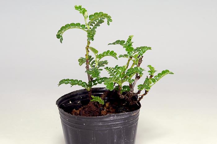 イソザンショウC（いそざんしょう・磯山椒）雑木盆栽の販売と育て方・作り方・Osteomeles subrotunda bonsai