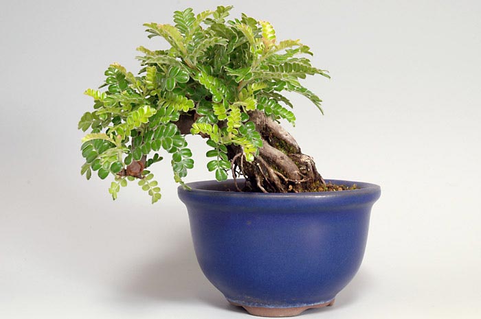イソザンショウE-1（いそざんしょう・磯山椒）雑木盆栽の販売と育て方・作り方・Osteomeles subrotunda bonsai