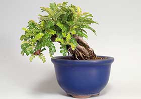 イソザンショウE（いそざんしょう・磯山椒）雑木盆栽の更新記録-1・Osteomeles subrotunda bonsai