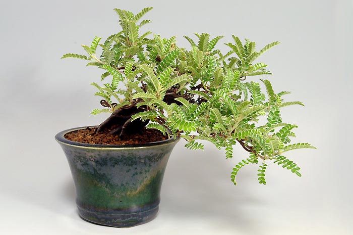 イソザンショウE(いそざんしょう・磯山椒)雑木盆栽の販売と育て方・作り方・Osteomeles subrotunda bonsai