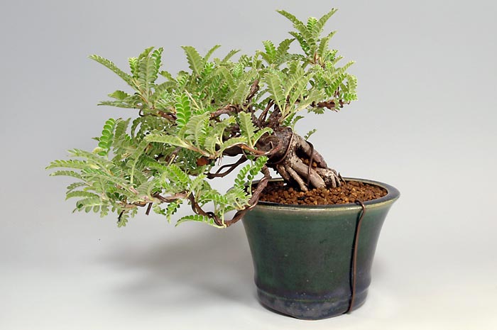 イソザンショウE(いそざんしょう・磯山椒)雑木盆栽を裏側から見た景色・Osteomeles subrotunda bonsai