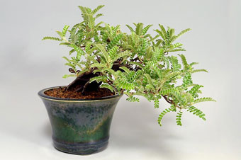 イソザンショウ-E（いそざんしょう・磯山椒）盆栽の樹作りの参考樹形・Osteomeles subrotunda Best bonsai