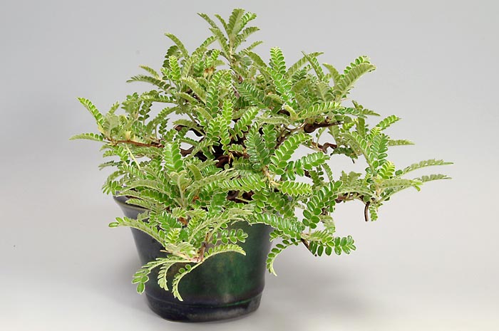 イソザンショウE(いそざんしょう・磯山椒)雑木盆栽を左側から見た景色・Osteomeles subrotunda bonsai