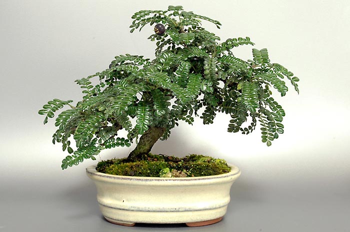 イソザンショウF-2（いそざんしょう・磯山椒）雑木盆栽の販売と育て方・作り方・Osteomeles subrotunda bonsai photo