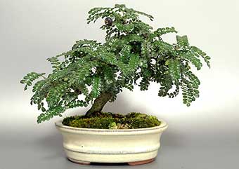 イソザンショウF（いそざんしょう・磯山椒）雑木盆栽の成長記録-2・Osteomeles subrotunda bonsai