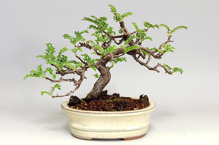 イソザンショウF（いそざんしょう・磯山椒）雑木盆栽の販売と育て方・作り方・Osteomeles subrotunda bonsai photo