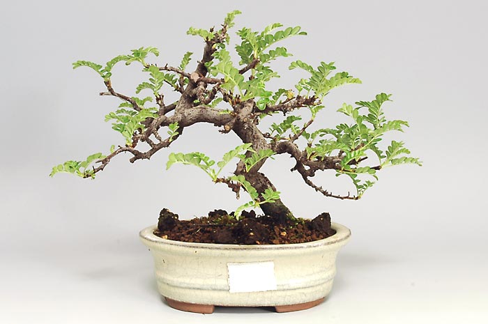 イソザンショウF（いそざんしょう・磯山椒）雑木盆栽を裏側から見た景色・Osteomeles subrotunda bonsai photo