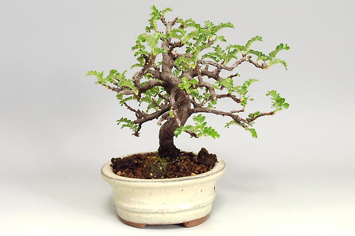イソザンショウF（いそざんしょう・磯山椒）雑木盆栽を右側から見た景色・Osteomeles subrotunda bonsai photo