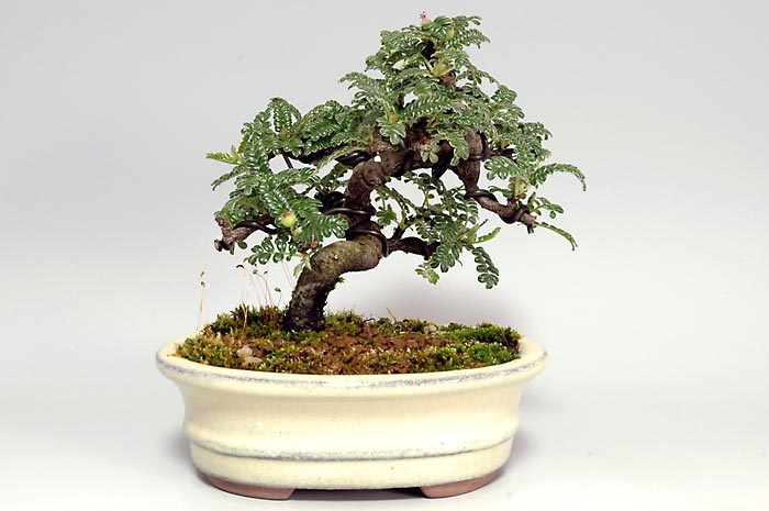 イソザンショウG-1（いそざんしょう・磯山椒）雑木盆栽の販売と育て方・作り方・Osteomeles subrotunda bonsai