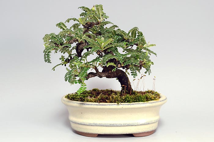 イソザンショウG-1（いそざんしょう・磯山椒）雑木盆栽を裏側から見た景色・Osteomeles subrotunda bonsai