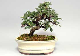 イソザンショウG（いそざんしょう・磯山椒）雑木盆栽の更新記録-1・Osteomeles subrotunda bonsai