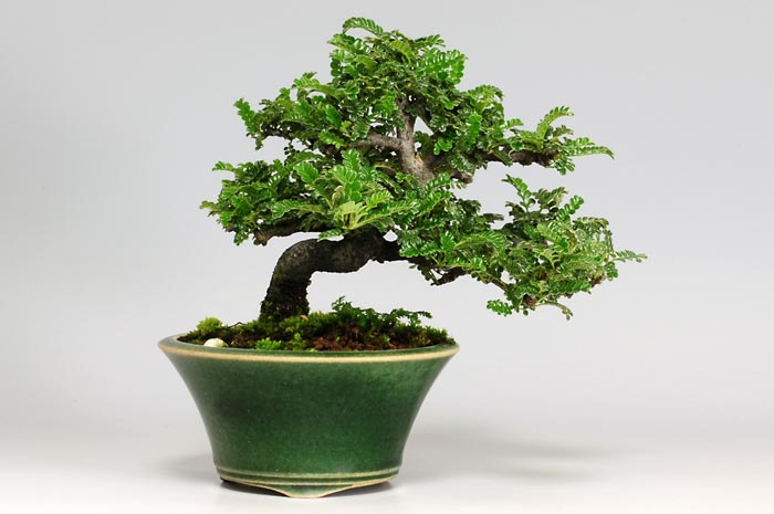 イソザンショウG-2（いそざんしょう・磯山椒）雑木盆栽の販売と育て方・作り方・Osteomeles subrotunda bonsai