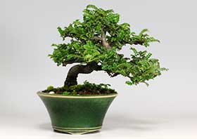 イソザンショウG（いそざんしょう・磯山椒）雑木盆栽の更新記録-2・Osteomeles subrotunda bonsai