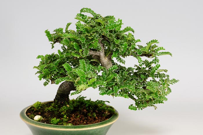 イソザンショウG-2（いそざんしょう・磯山椒）雑木盆栽を拡大して見た景色・Osteomeles subrotunda bonsai
