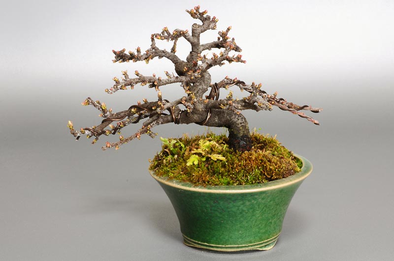 イソザンショウG(いそざんしょう・磯山椒)雑木盆栽を裏側から見た景色・Osteomeles subrotunda bonsai