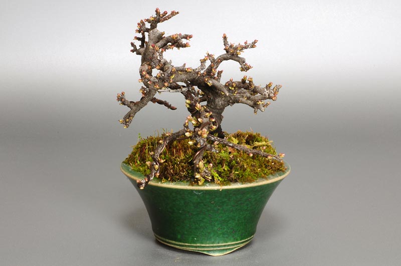 イソザンショウG(いそざんしょう・磯山椒)雑木盆栽を右側から見た景色・Osteomeles subrotunda bonsai