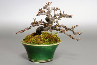 イソザンショウ-G（いそざんしょう・磯山椒）盆栽の樹作りの参考樹形・Osteomeles subrotunda Best bonsai