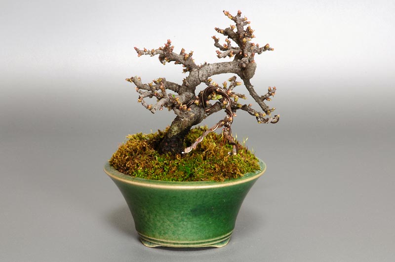 イソザンショウG(いそざんしょう・磯山椒)雑木盆栽を左側から見た景色・Osteomeles subrotunda bonsai