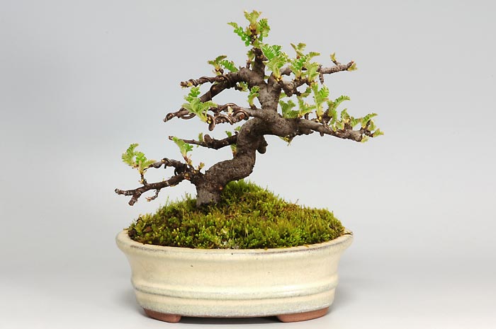 イソザンショウH（いそざんしょう・磯山椒）雑木盆栽の販売と育て方・作り方・Osteomeles subrotunda bonsai