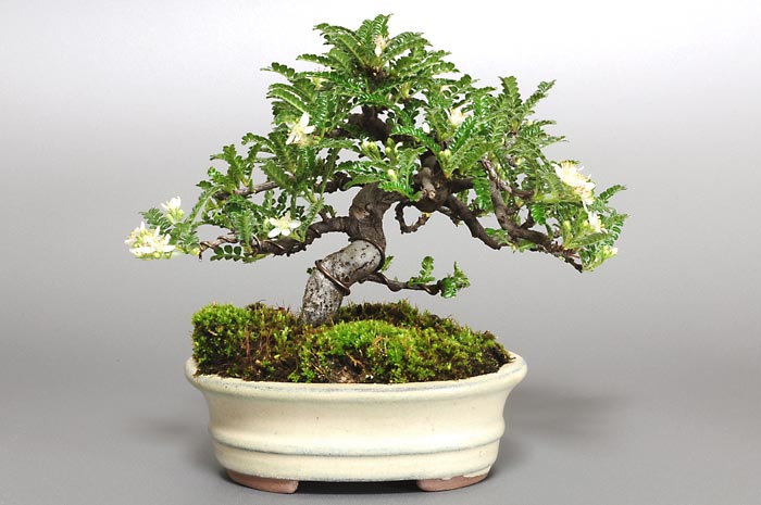 イソザンショウI-1（いそざんしょう・磯山椒）雑木盆栽の販売と育て方・作り方・Osteomeles subrotunda bonsai