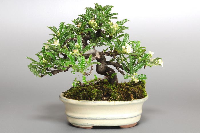 イソザンショウI-1（いそざんしょう・磯山椒）雑木盆栽を裏側から見た景色・Osteomeles subrotunda bonsai