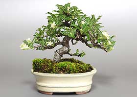 イソザンショウI（いそざんしょう・磯山椒）雑木盆栽の更新記録-1・Osteomeles subrotunda bonsai