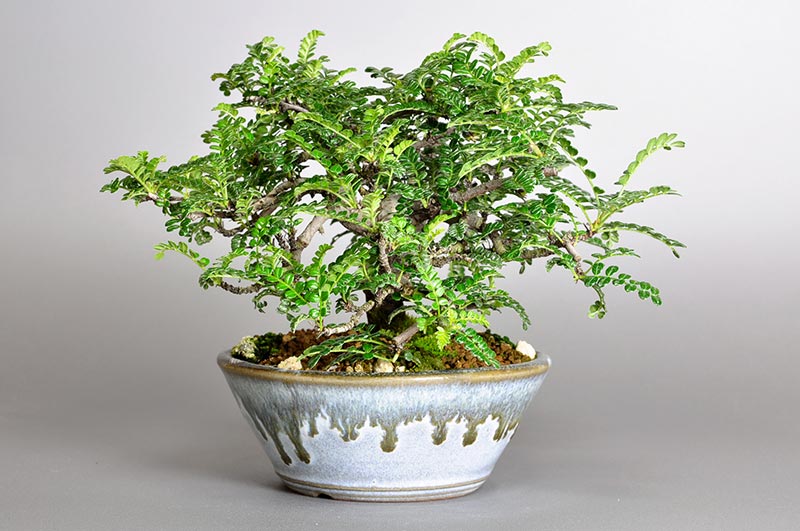 イソザンショウI(いそざんしょう・磯山椒)雑木盆栽を右側から見た景色・Osteomeles subrotunda bonsai