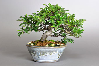 イソザンショウ-I（いそざんしょう・磯山椒）盆栽の樹作りの参考樹形・Osteomeles subrotunda Best bonsai