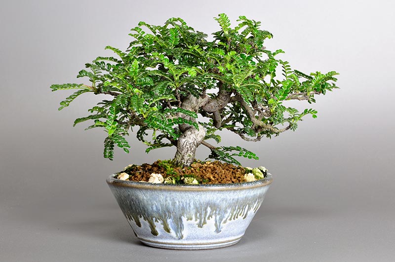 イソザンショウI(いそざんしょう・磯山椒)雑木盆栽を左側から見た景色・Osteomeles subrotunda bonsai